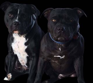 For Dogs